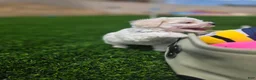Maltese dogs for sale: 🐾 Adorable Male Maltese Puppy Looking for His Forever Home! 🐾 - Ad 3