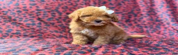 Cavapoo dogs for sale: Skittles - Ad 9