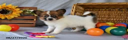 Papillon dogs for sale: Trooper - Ad 4
