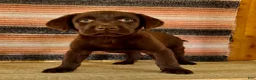 Labrador Retriever dogs for sale: Raptor  - Ad 7