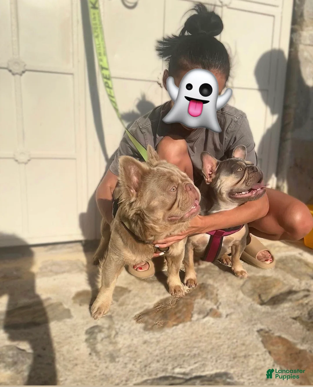French Bulldog dogs for sale: French Bulldog Puppy 1 - Ad 7