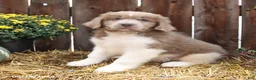 Newfoundland dogs for sale: Buddy - Ad 5