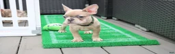 French Bulldog dogs for sale: French Bulldog 2 - Ad 3
