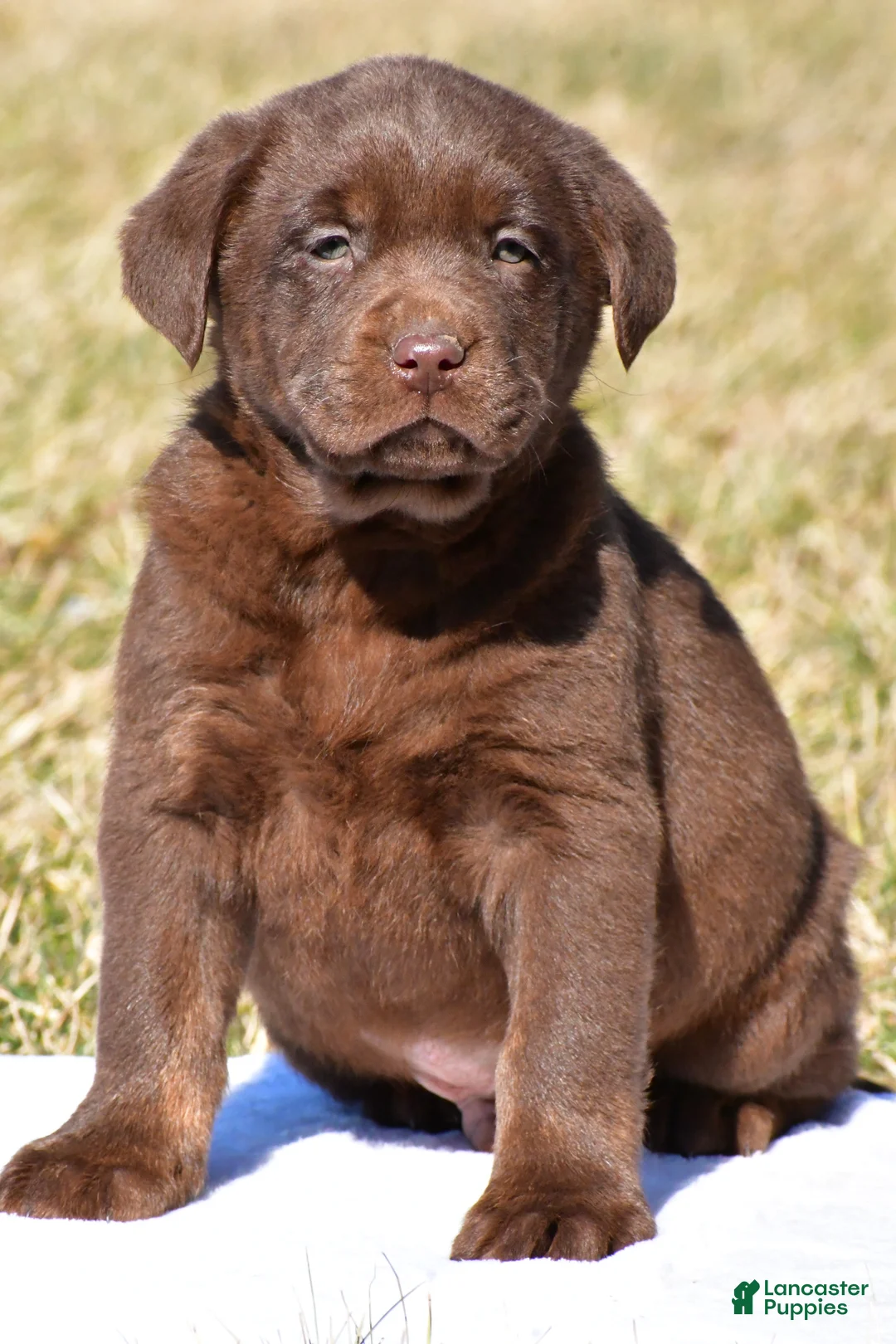Labrador Retriever dogs for sale: Jackson - Ad 1