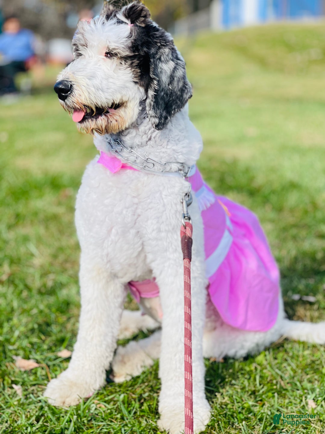Sheepadoodle dogs for sale: Sheepadoodle Puppy 4 - Ad 9