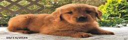 Golden Retriever dogs for sale: Cinnamon   - Ad 3