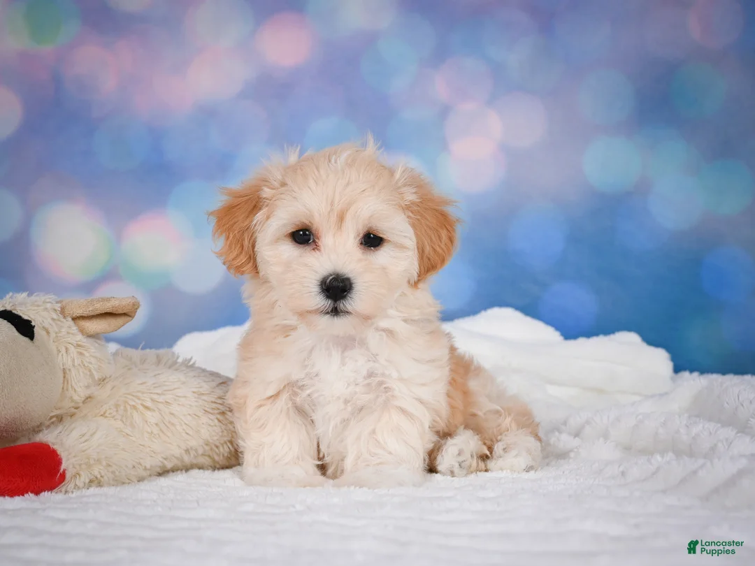 Maltipoo dogs for sale: Maggie - Ad 21