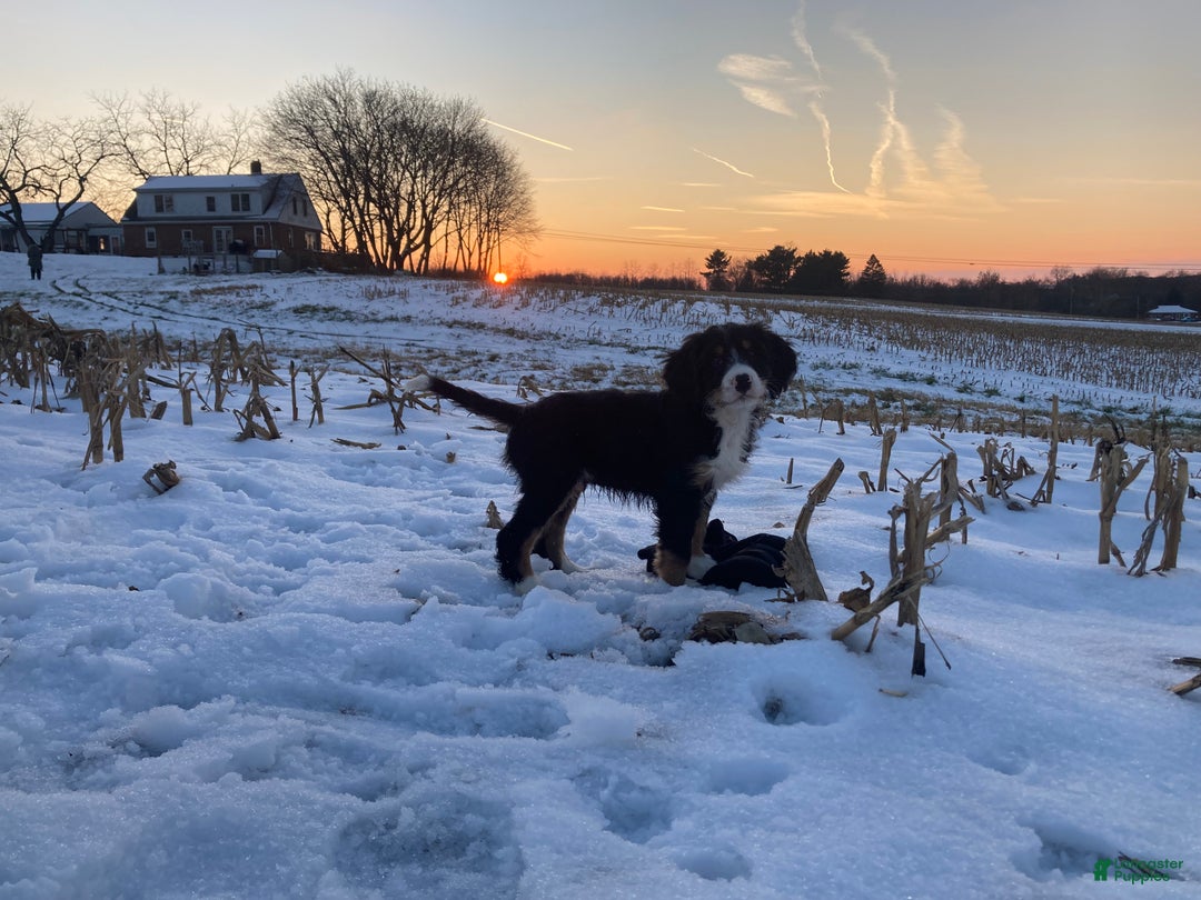 Mixed Breed dogs for sale: Cammy - Ad 12