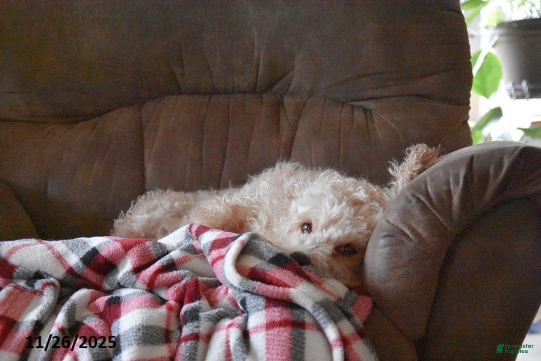 Mini Bernedoodle dogs for sale: Gracie - Ad 4