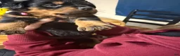 Rottweiler dogs for sale: Rottweiler Puppy 7 - Ad 9