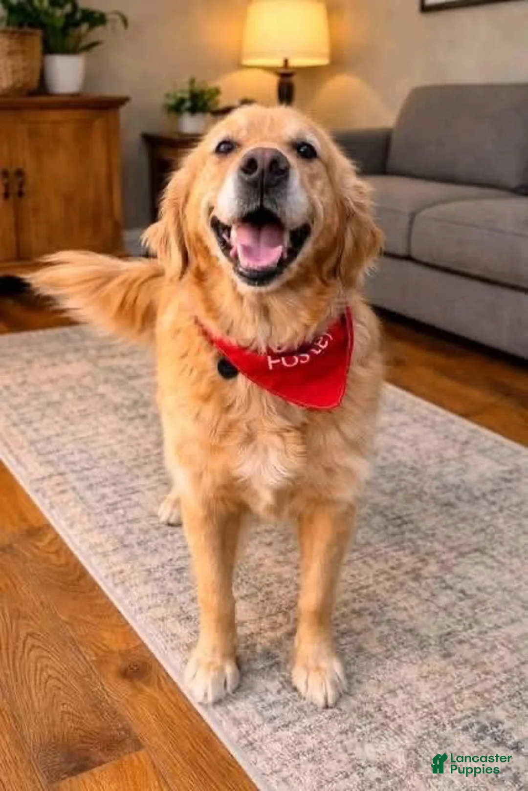 Golden Retriever dogs for sale: Golden Retriever Puppy 4 - Ad 2