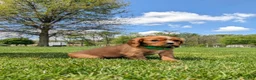 Cavalier King Charles Spaniel dogs for sale: Kooper  - Ad 7