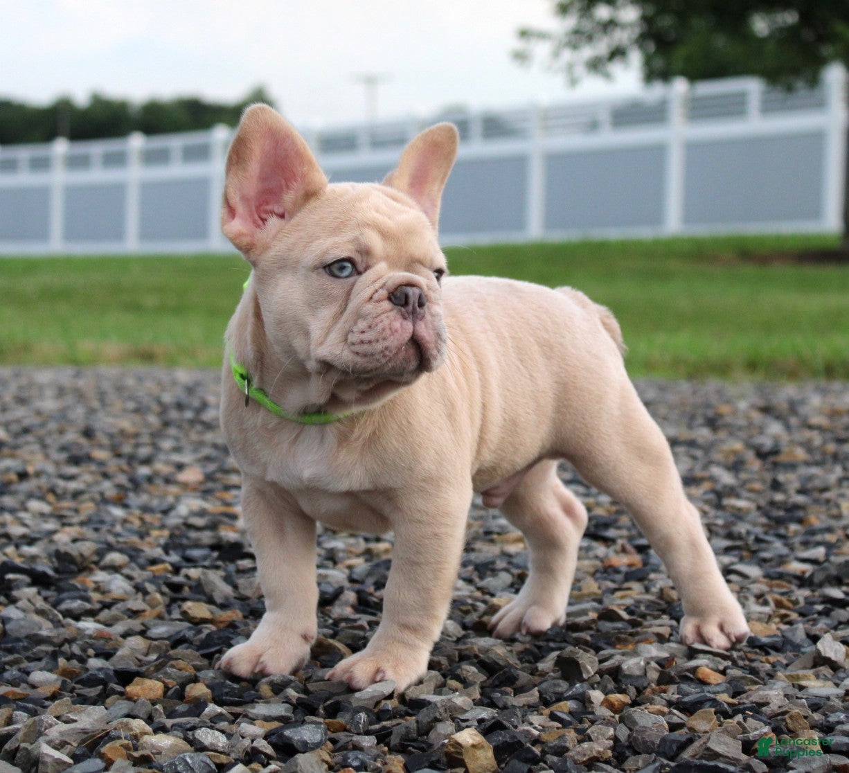 French Bulldog dogs Mack - Ad 1