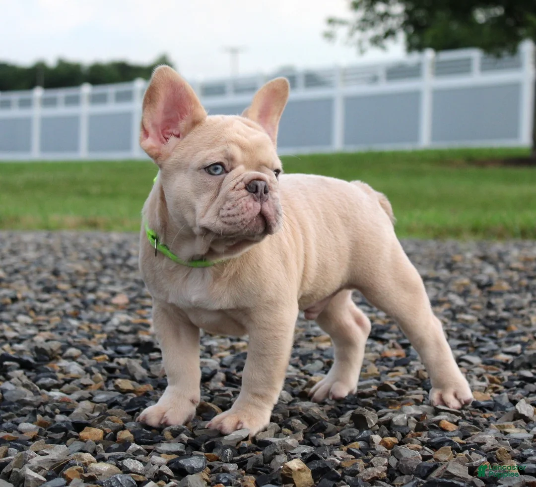 French Bulldog dogs for sale: Mack - Ad 1
