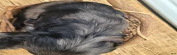 Mixed Breed dogs for sale: Ruger - Ad 3