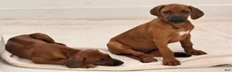 Rhodesian Ridgeback dogs for sale: Rhodesian Ridgeback -Baby Pink  - Ad 3