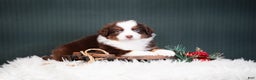 Miniature Australian Shepherd dogs for sale: Bentley - Ad 2