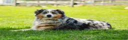 Australian Shepherd dogs for sale: Skipper - Ad 8