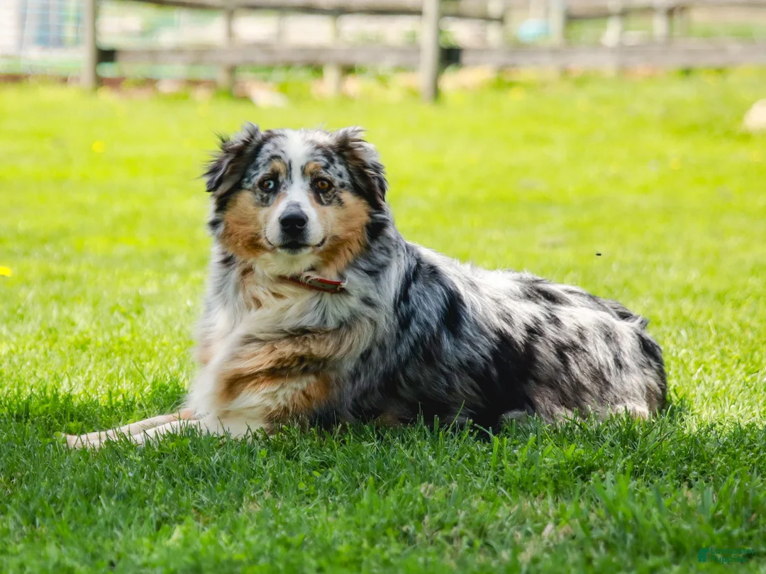Australian Shepherd dogs for sale: Sarge - Ad 11