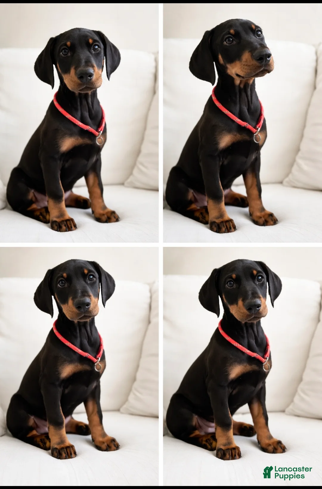 Doberman Pinscher dogs for sale: Doberman Pinscher Puppy 1 - Ad 1