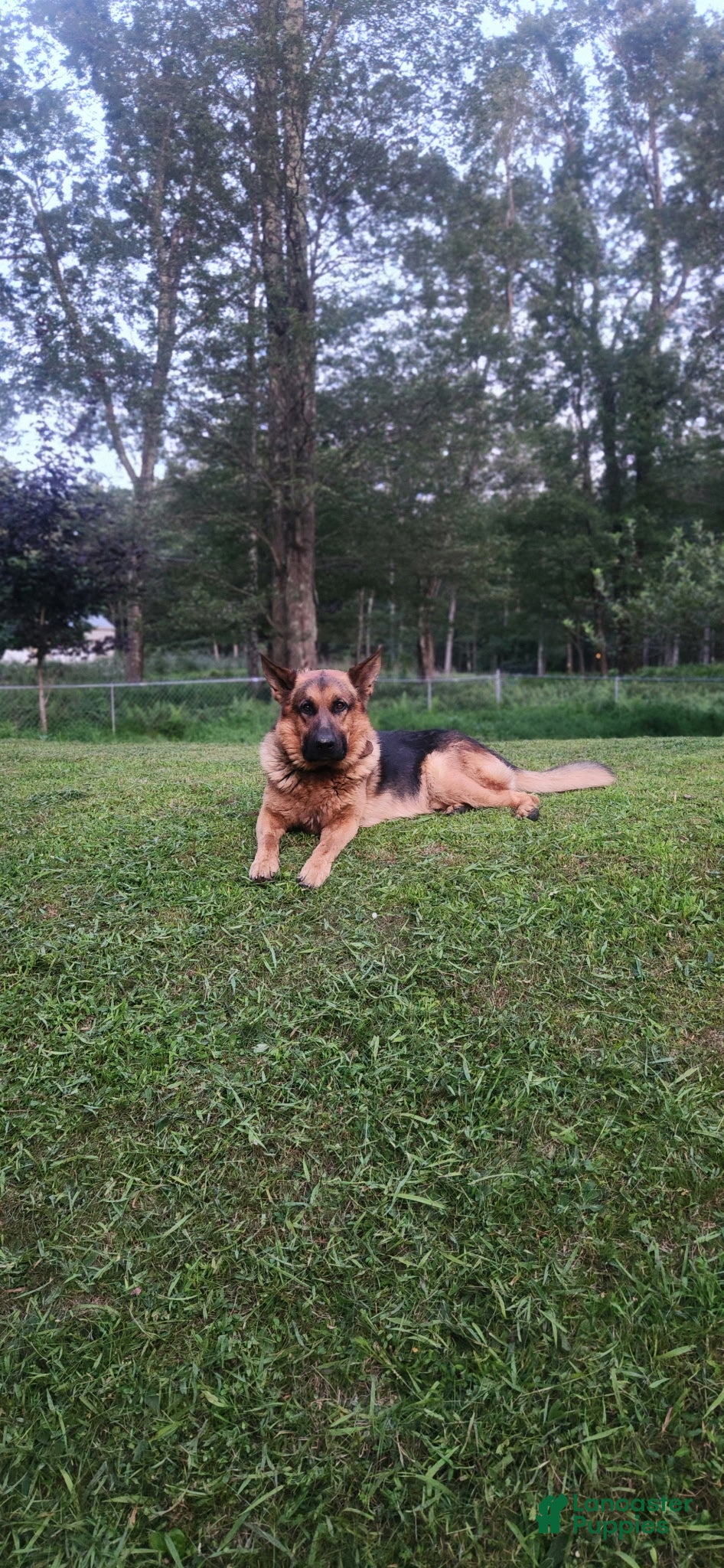 German Shepherd dogs THALIA - Ad 2