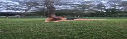 German Shepherd dogs for sale: THALIA - Ad 11