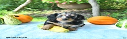 Miniature Dachshund dogs for sale: Princess - Ad 5