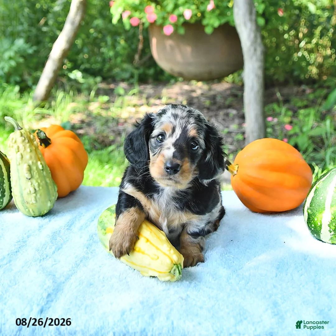 Miniature Dachshund dogs for sale: Princess - Ad 5