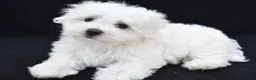 Maltese dogs for sale: Theo - Ad 7