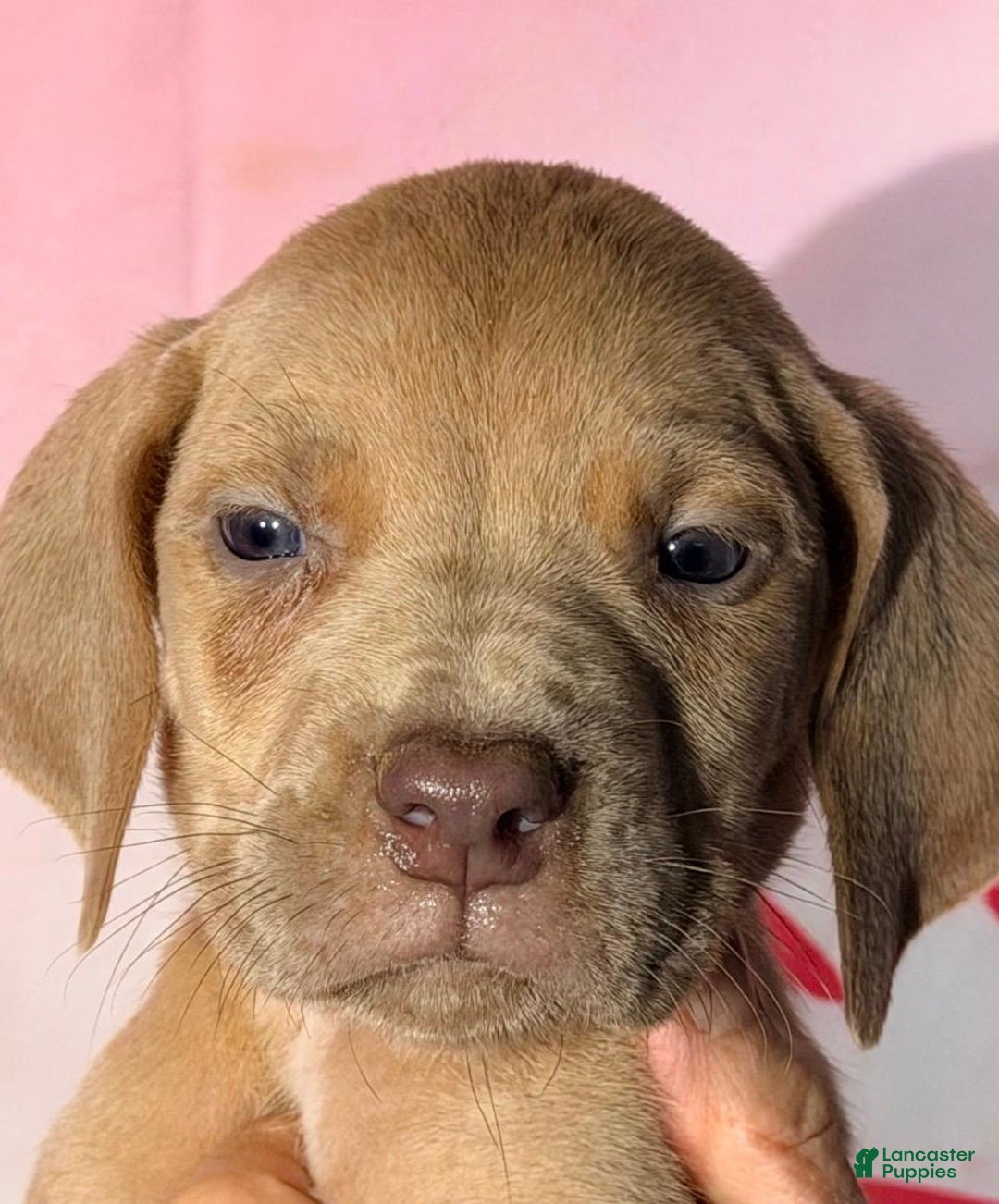 Great Dane dogs for sale: CASPER - CHOCOLATE FAWN - Ad 1