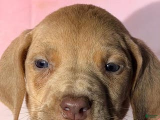 Great Dane dogs CASPER - CHOCOLATE FAWN - Ad 32