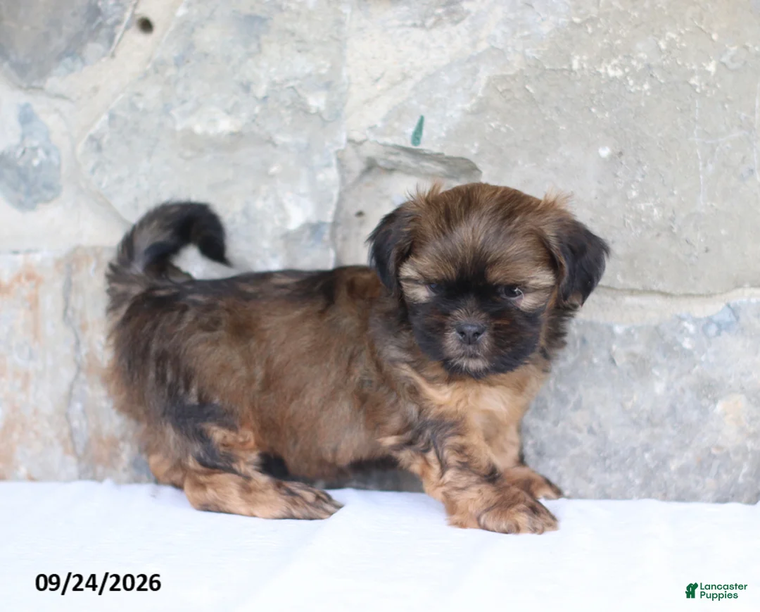 Shih Tzu dogs for sale: Peter - Ad 4