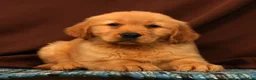 Golden Retriever dogs for sale: Evan - Ad 2