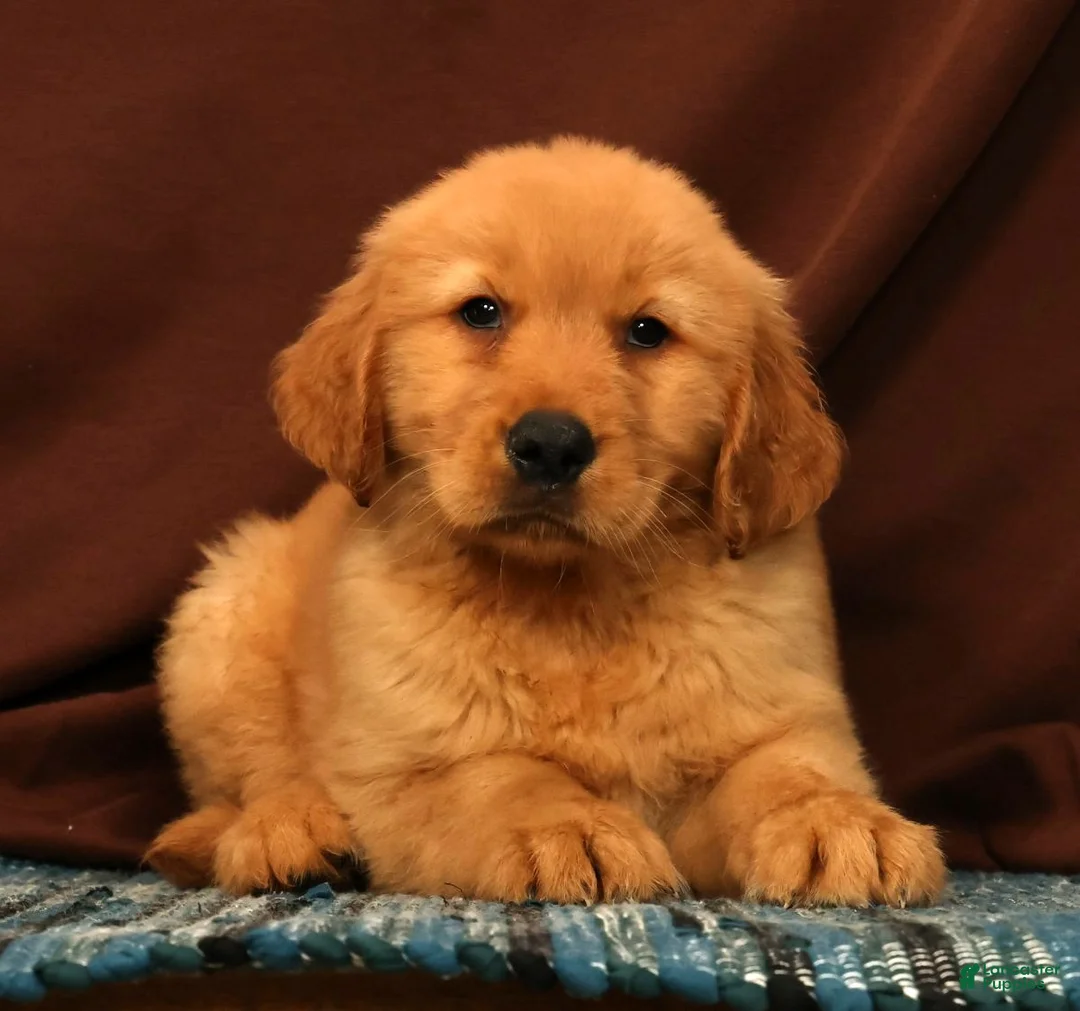 Golden Retriever dogs for sale: Evan - Ad 2