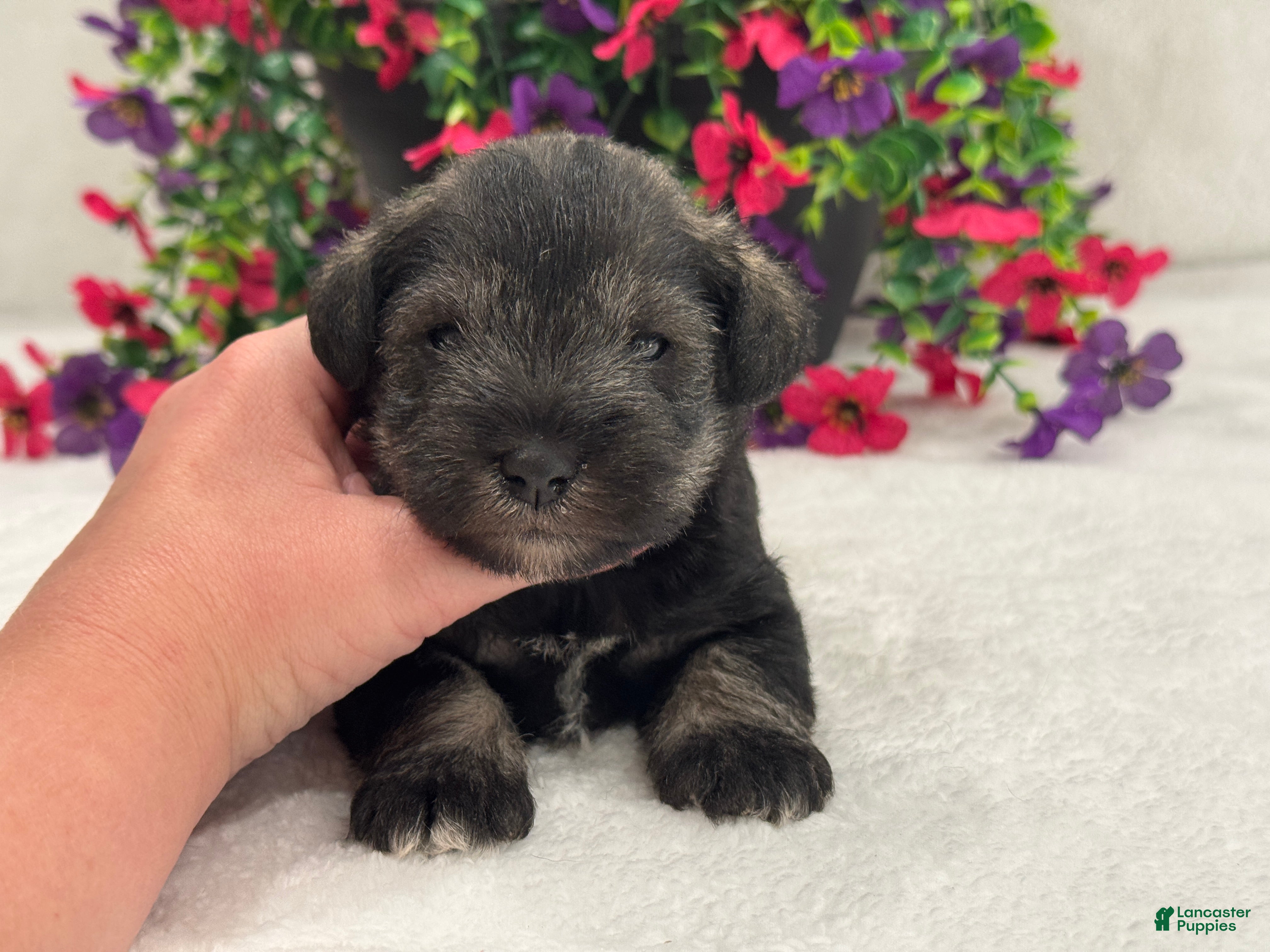 Miniature Schnauzer dogs Josie Female 5 - Ad 3