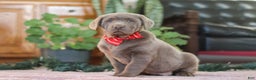Labrador Retriever dogs for sale: Jingle Bell - Ad 3