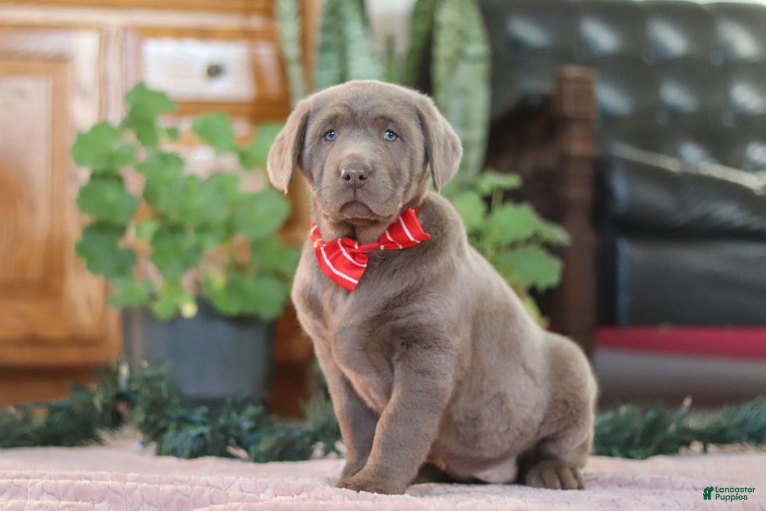 Labrador Retriever dogs for sale: Jingle Bell - Ad 3