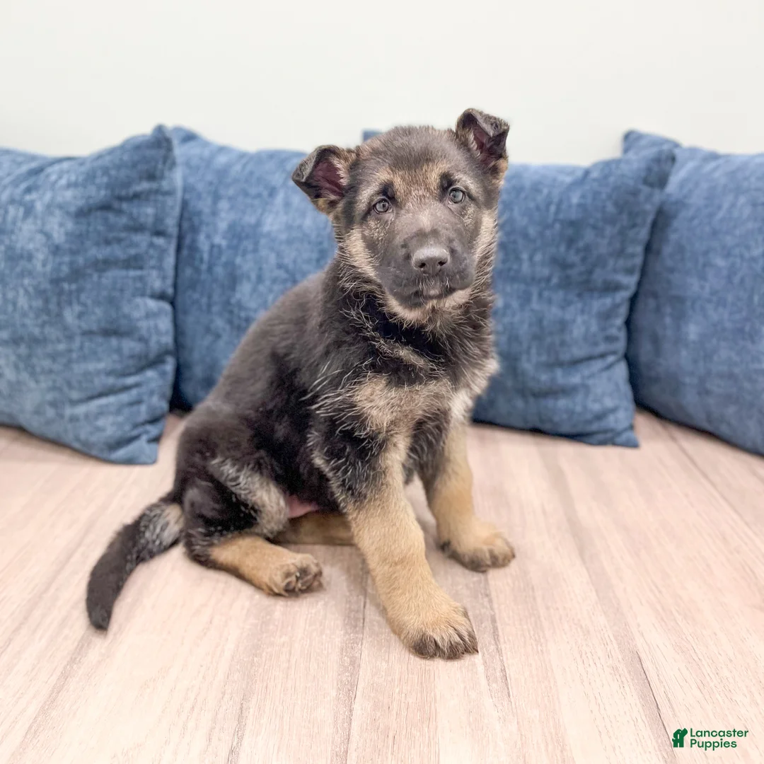 German Shepherd dogs for sale: Kandy - Ad 4