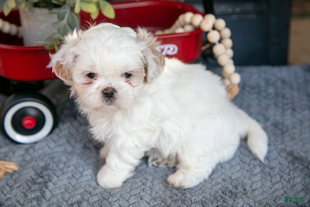 Shih Tzu dogs for sale: Haley - Ad 3