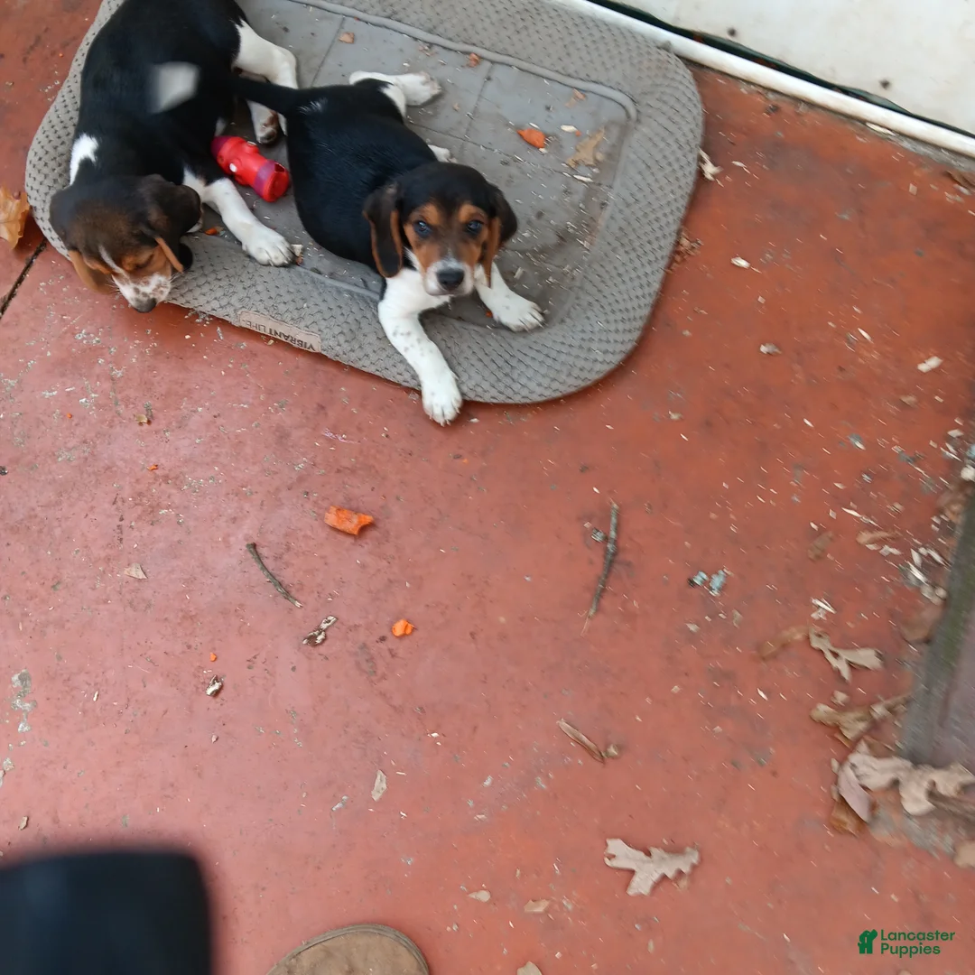 Beagle dogs for sale: Beagle 2max - Ad 1