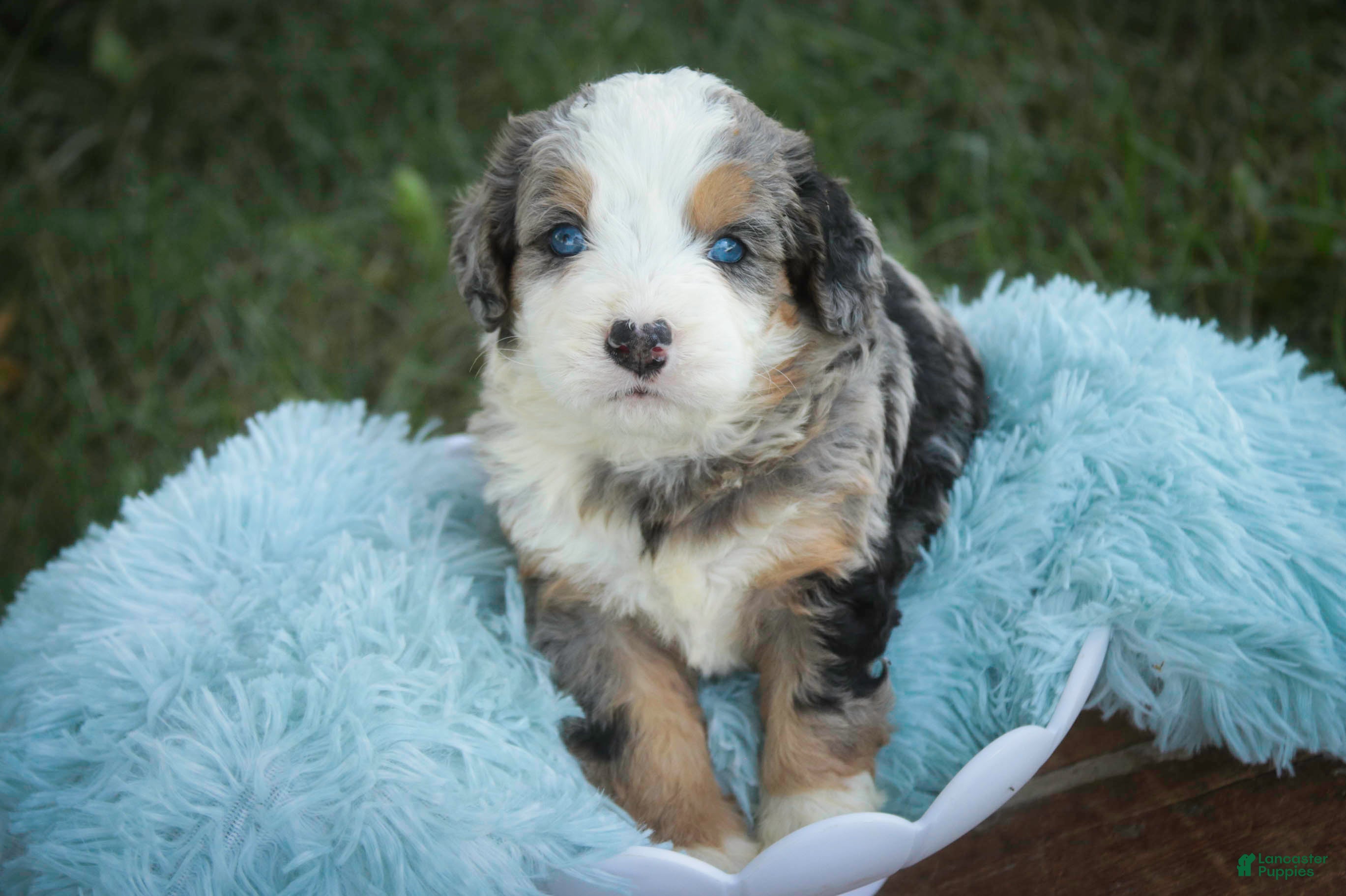 Mini Bernedoodle dogs Mingo Mini Bernedoodle  - Ad 2