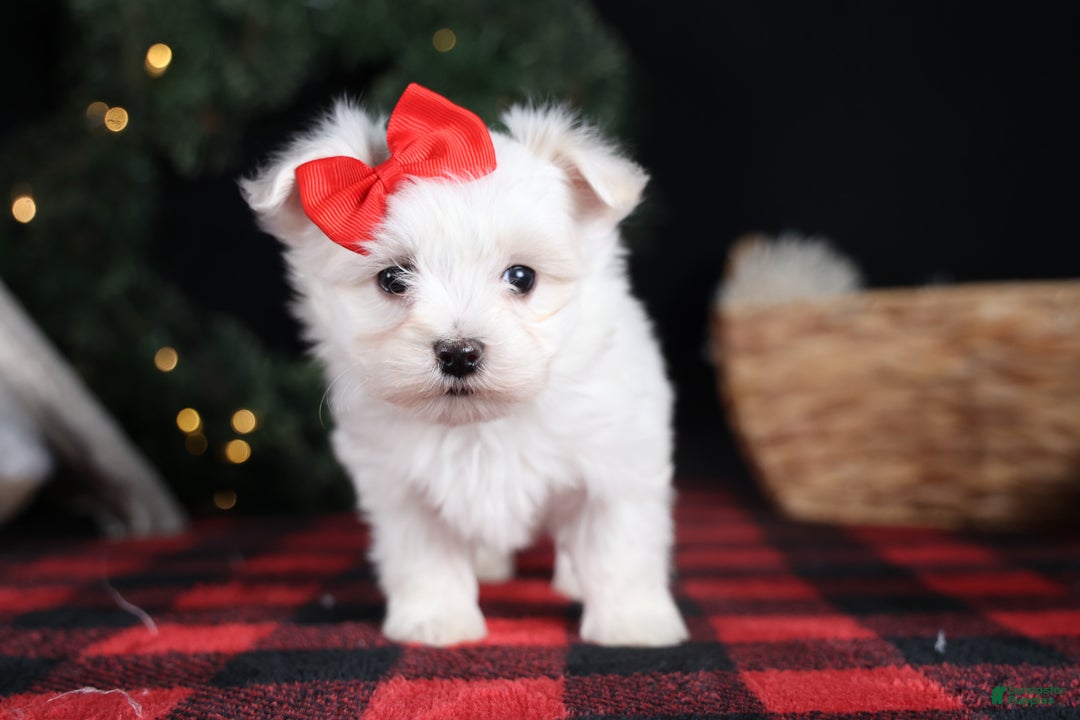 Maltese dogs for sale: ACE - Ad 19