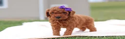Mini Goldendoodle dogs for sale: Tilly - Ad 4