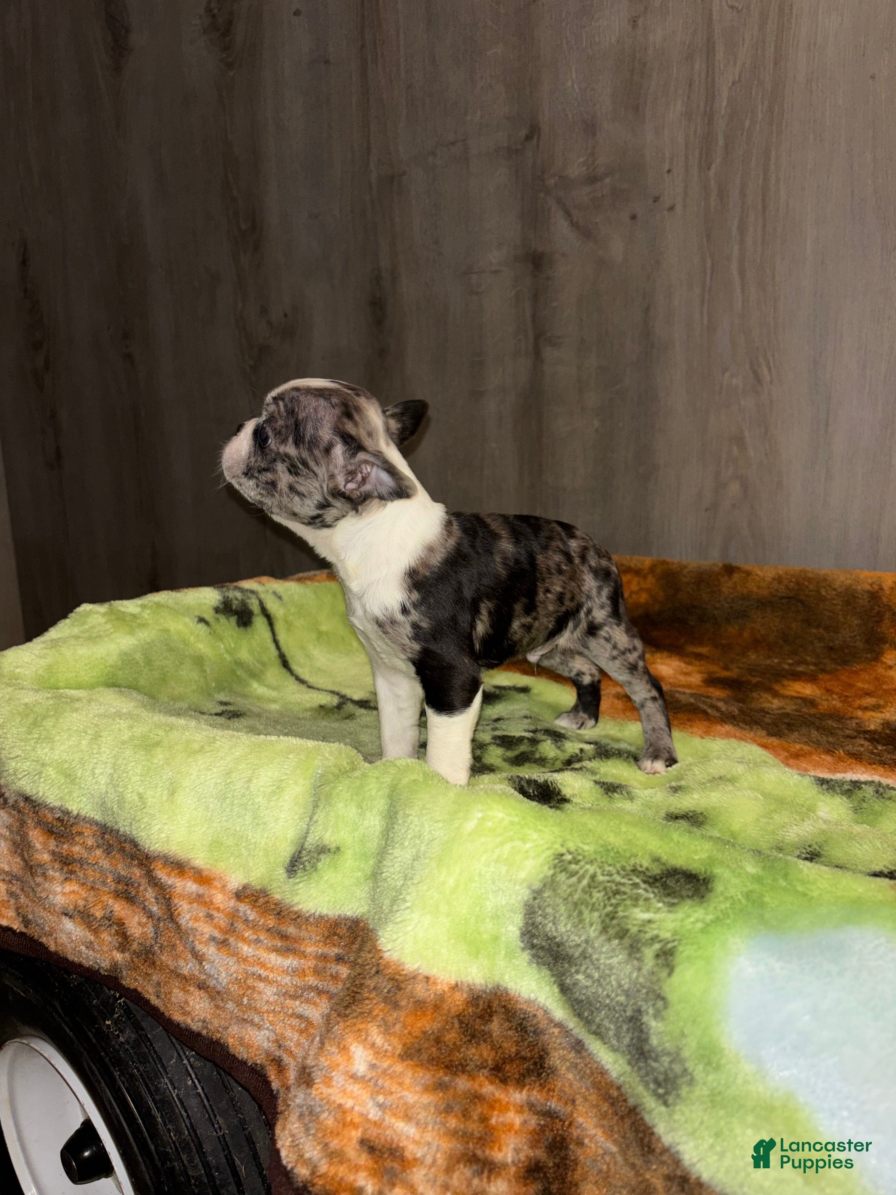 Boston Terrier dogs Everett - Ad 2