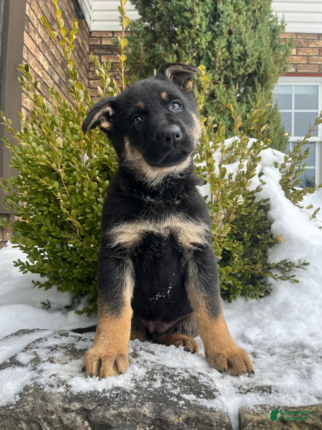 German Shepherd dogs for sale: Armory - Ad 1