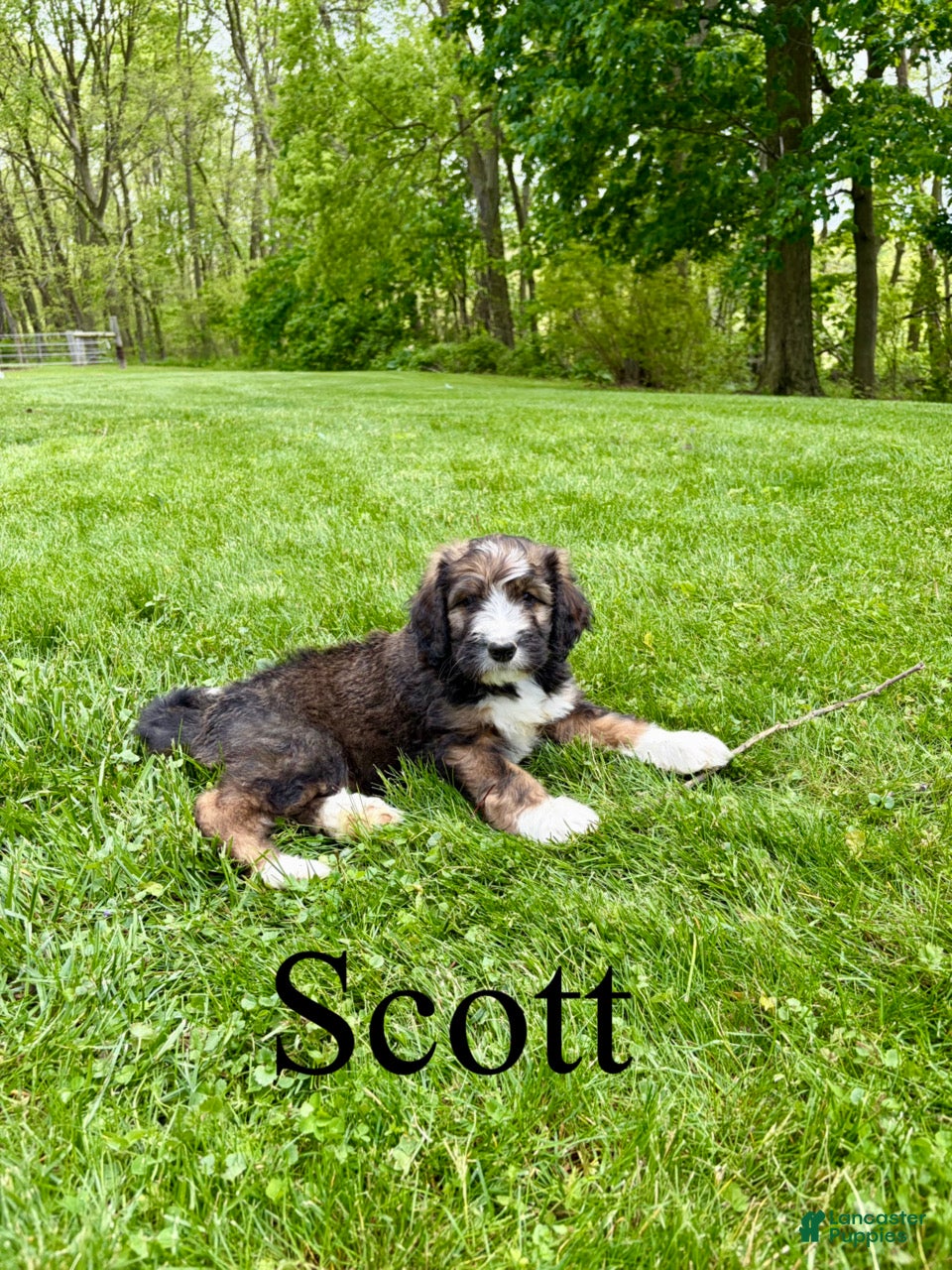 Bernedoodle dogs Scott- Standard F1 - Ad 42