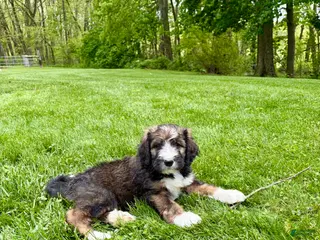 Bernedoodle dogs Scott- Standard F1 - Ad 42