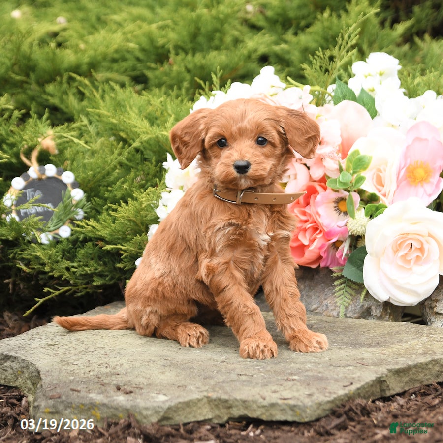 Mini Goldendoodle dogs Sierra - Ad 2