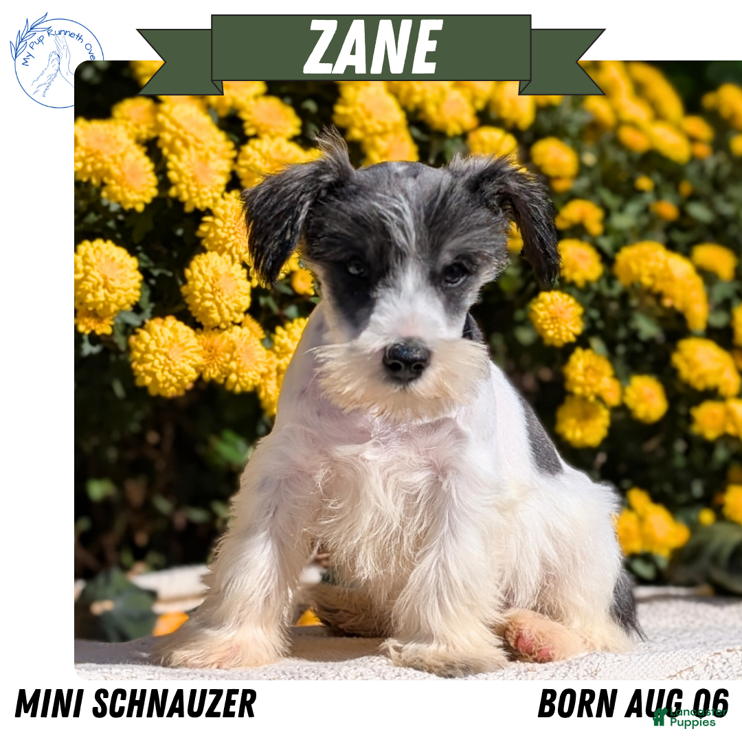 Scottish Terrier Our Generation Schnauzer Pup Miniature Schnauzer