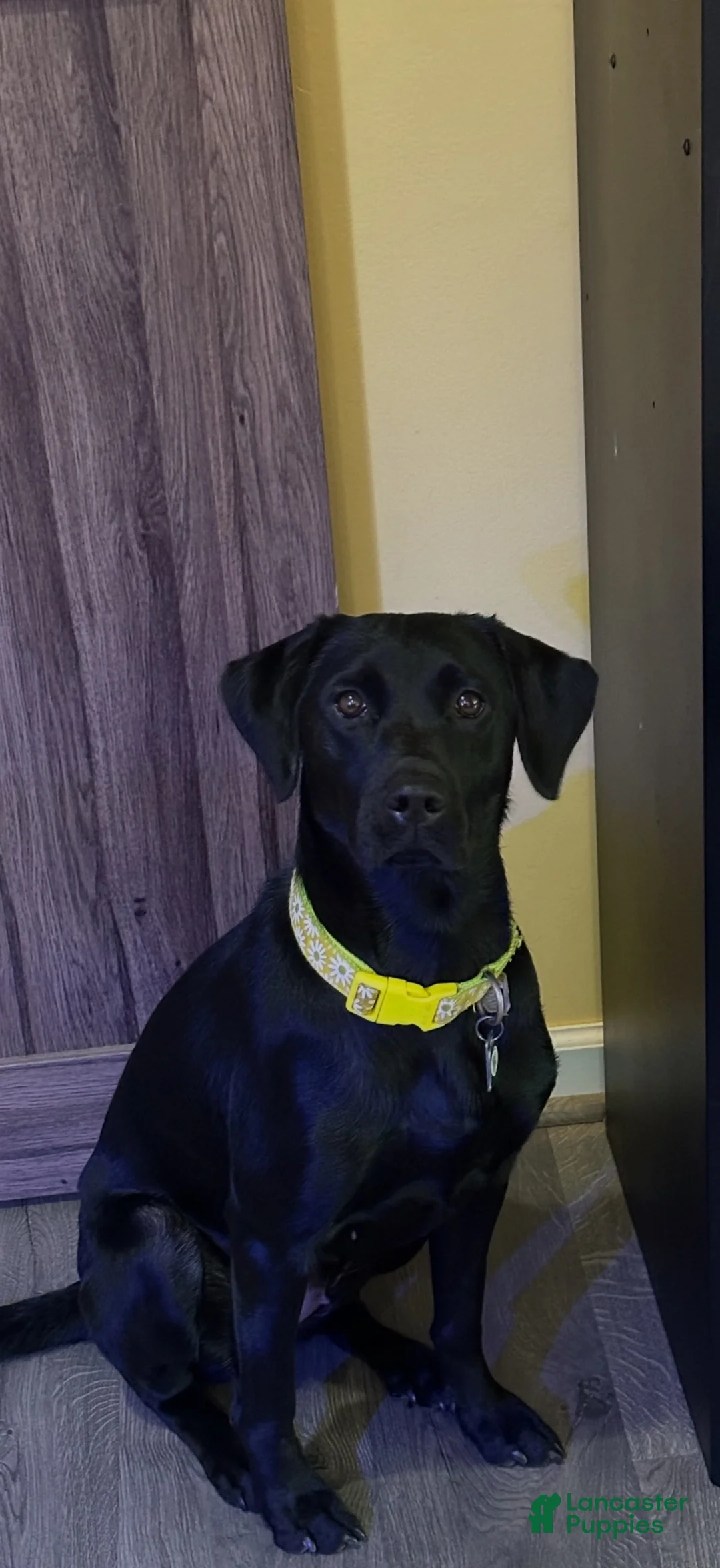 Labrador Retriever dogs for sale: Yellow female - Ad 4